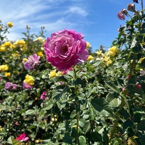 Meet your Posher, April